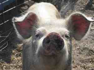 A Farmer's Pig
